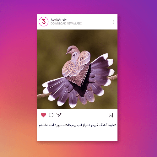  کبوتر دلم از لب بوم دلت نمیپره
