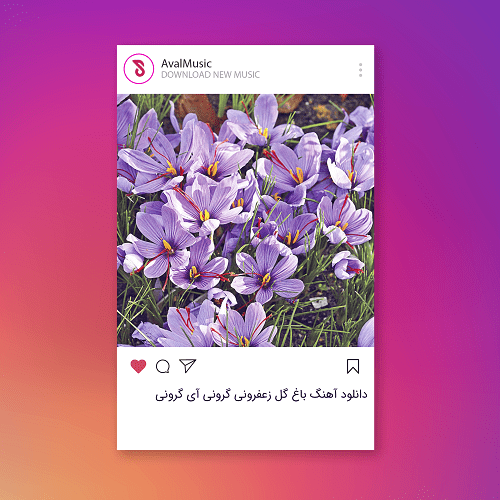 باغ گل زعفرونی گرونی آی گرونی