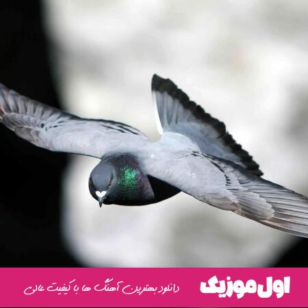 با دله چون کبوترم انس گرفته چشم تو